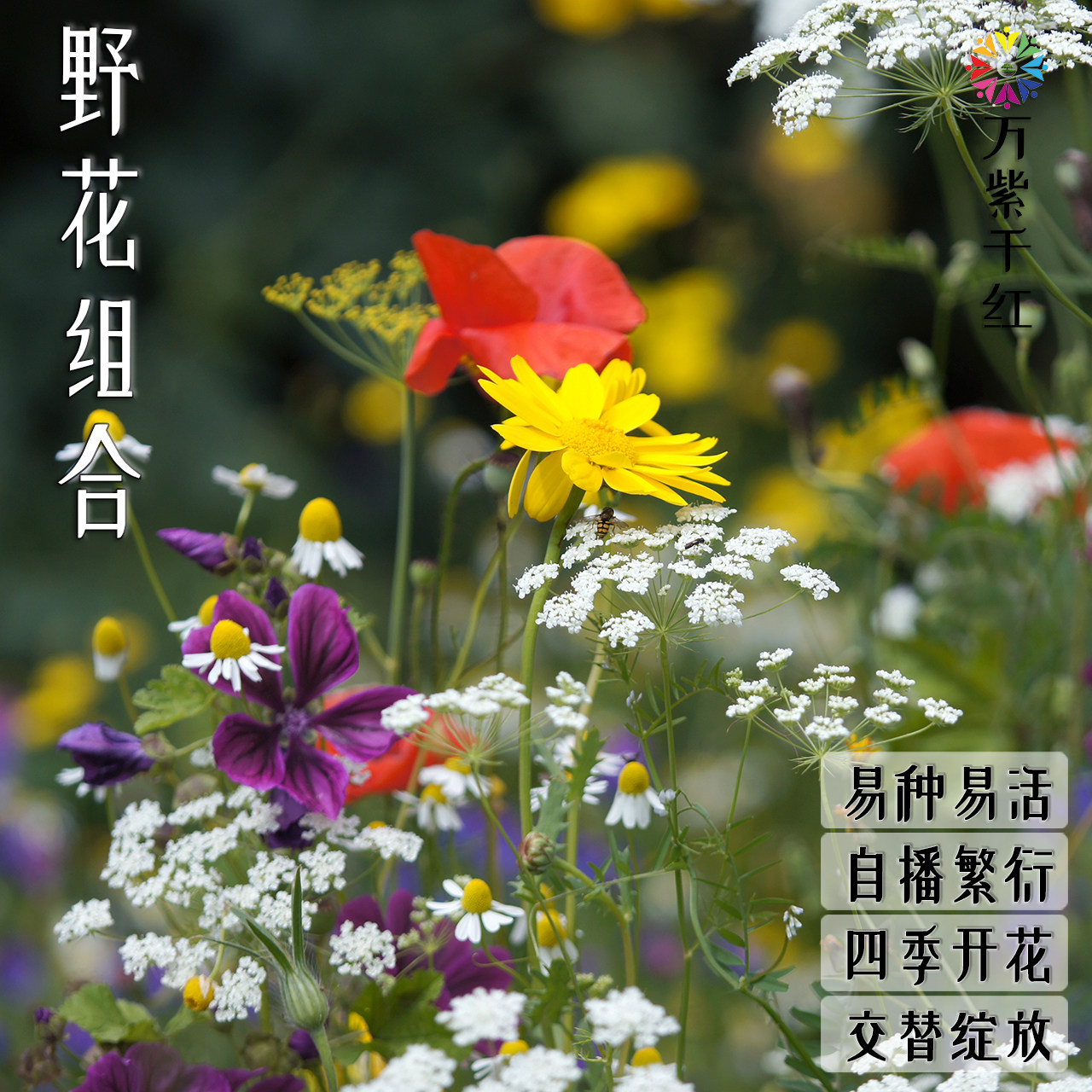 多年生野花组合四季开花满天星翠菊波斯菊兰花卉散装易活观花种籽