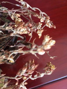 种植2年干货中药材 大棚种植开花金线莲干品500克一斤装 全都带花