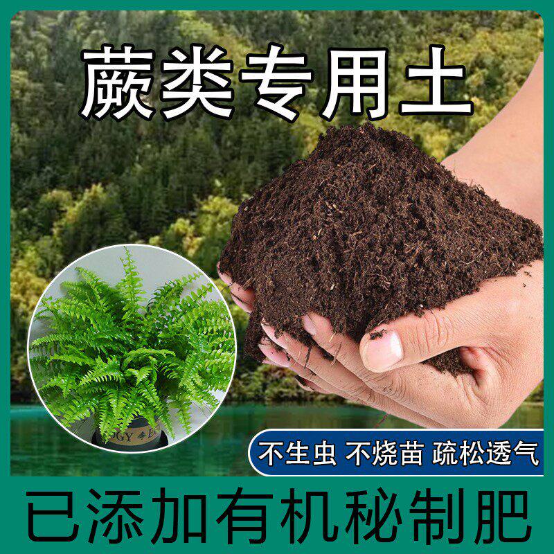 蕨类植物专用土肥料铁线蕨鳞毛蕨狗脊蕨波斯顿蕨营养土盆栽种植土