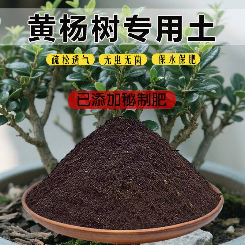 黄杨树专用土黄杨树专用营养土种花土阳台有机土种植土肥料土家用
