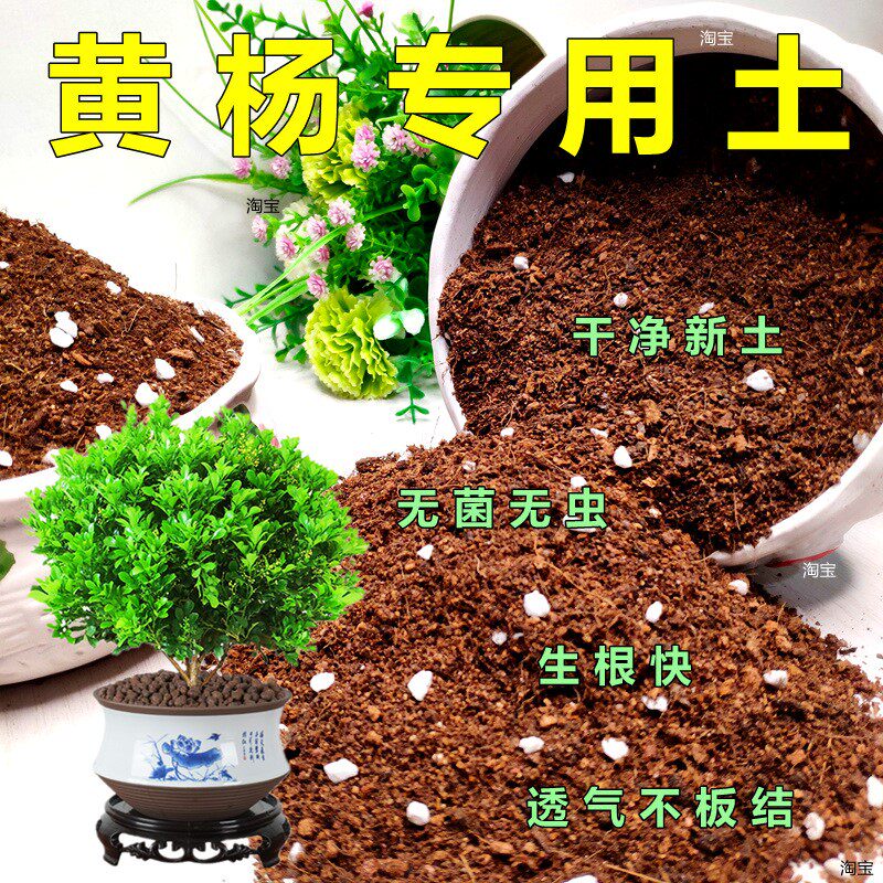黄杨专用土杨树盆栽大型绿植通用型营养土阳台花卉培植土花泥精选