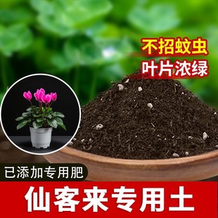 仙客来专用土有机花土花草花卉仙客来专用营养土花园种花土蓬松