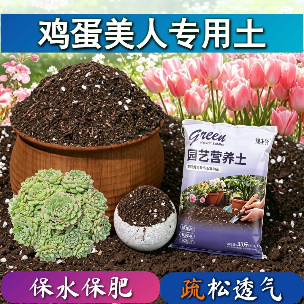 鸡蛋美人适用栽培土高温灭菌不烂根盆栽加深生根粉精选绿叶喜酸