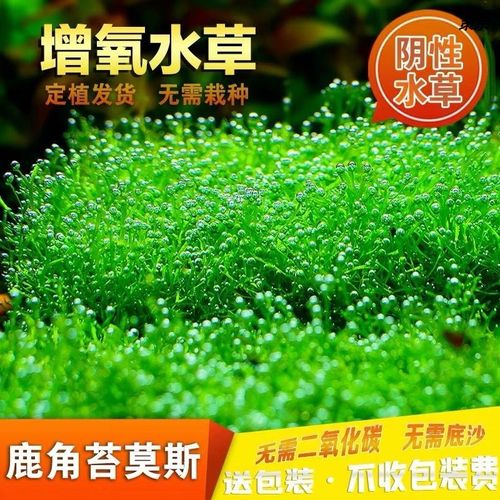 疯狂水草水族质量怎么样 疯狂水草水族口碑怎么样 小麦优选