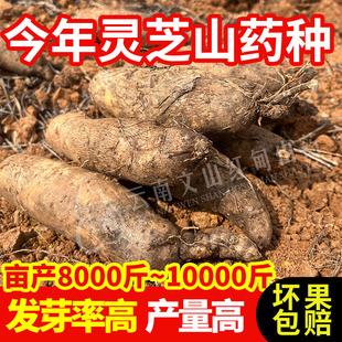 云南灵芝山药种子苗农家自种植蔬菜产量高易存活菜园地藤蔓种子