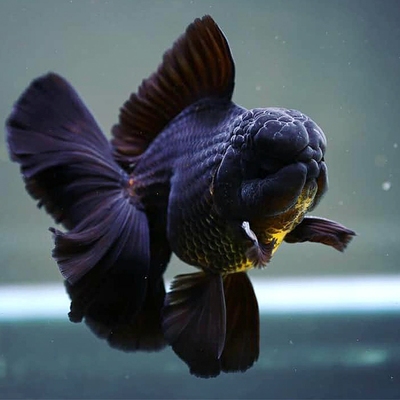 百褶裙金鱼观赏鱼水族宠物包邮