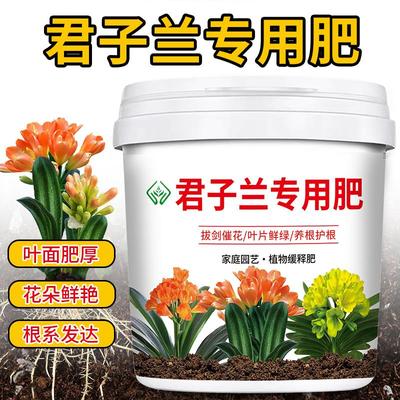 君子兰专用肥料促花催花