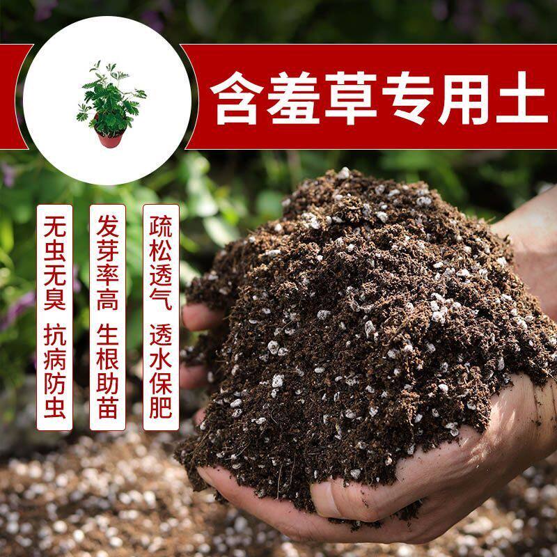 含羞草种植土壤专用营养土种花养花土多肉育苗土兰花盆栽土壤肥料