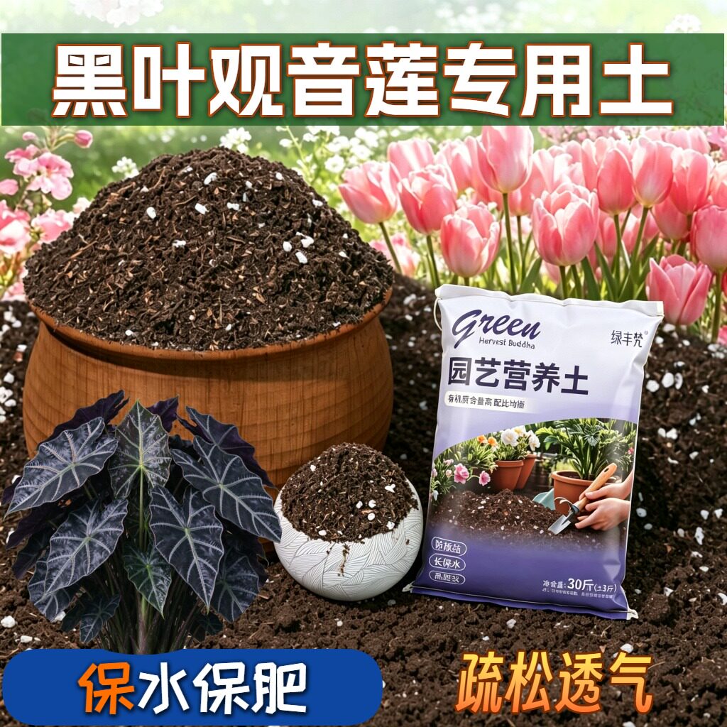 黑叶观音莲适用基质疏松透气盆栽包邮无菌促生长球根根壮苗好大包