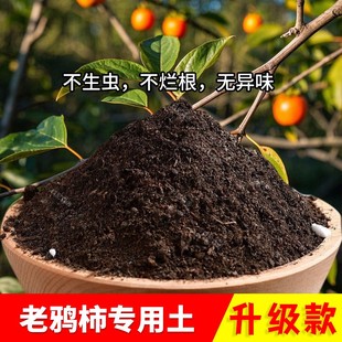 老鸦柿专用土室内泥土阳台养花土透气老鸦柿专用营养土种植土家用