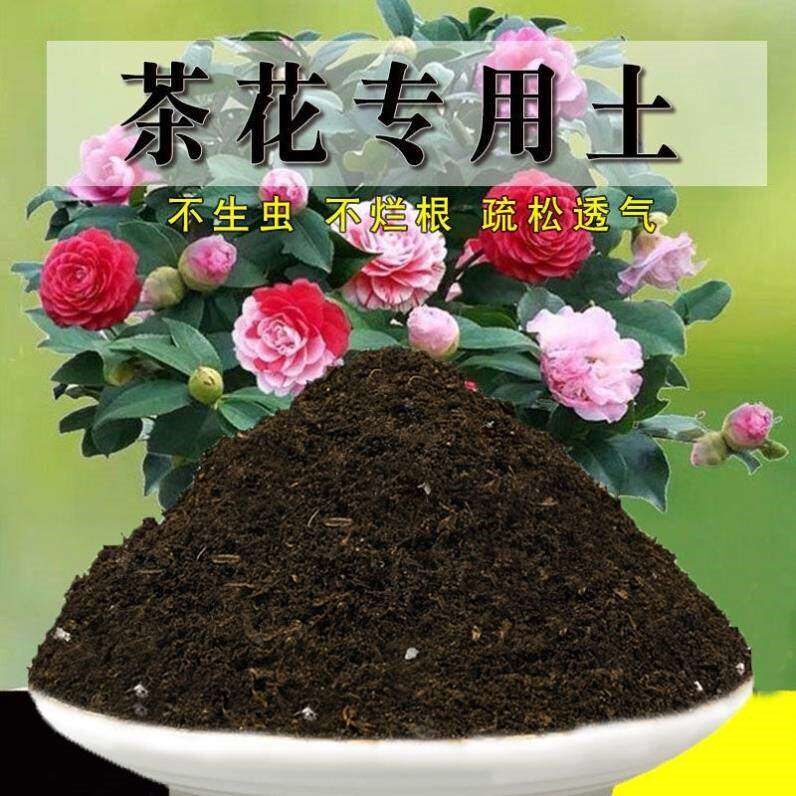 种茶花专用土花土山茶花营养土盆栽专用土壤泥土种植土肥料专用肥