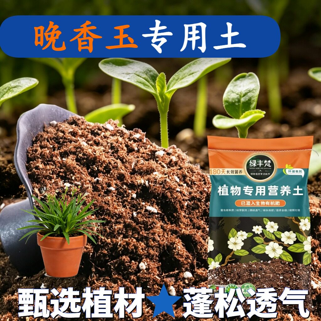 晚香玉适用营养土持水性好阳台种植土结构稳定增色无草籽球根绿叶