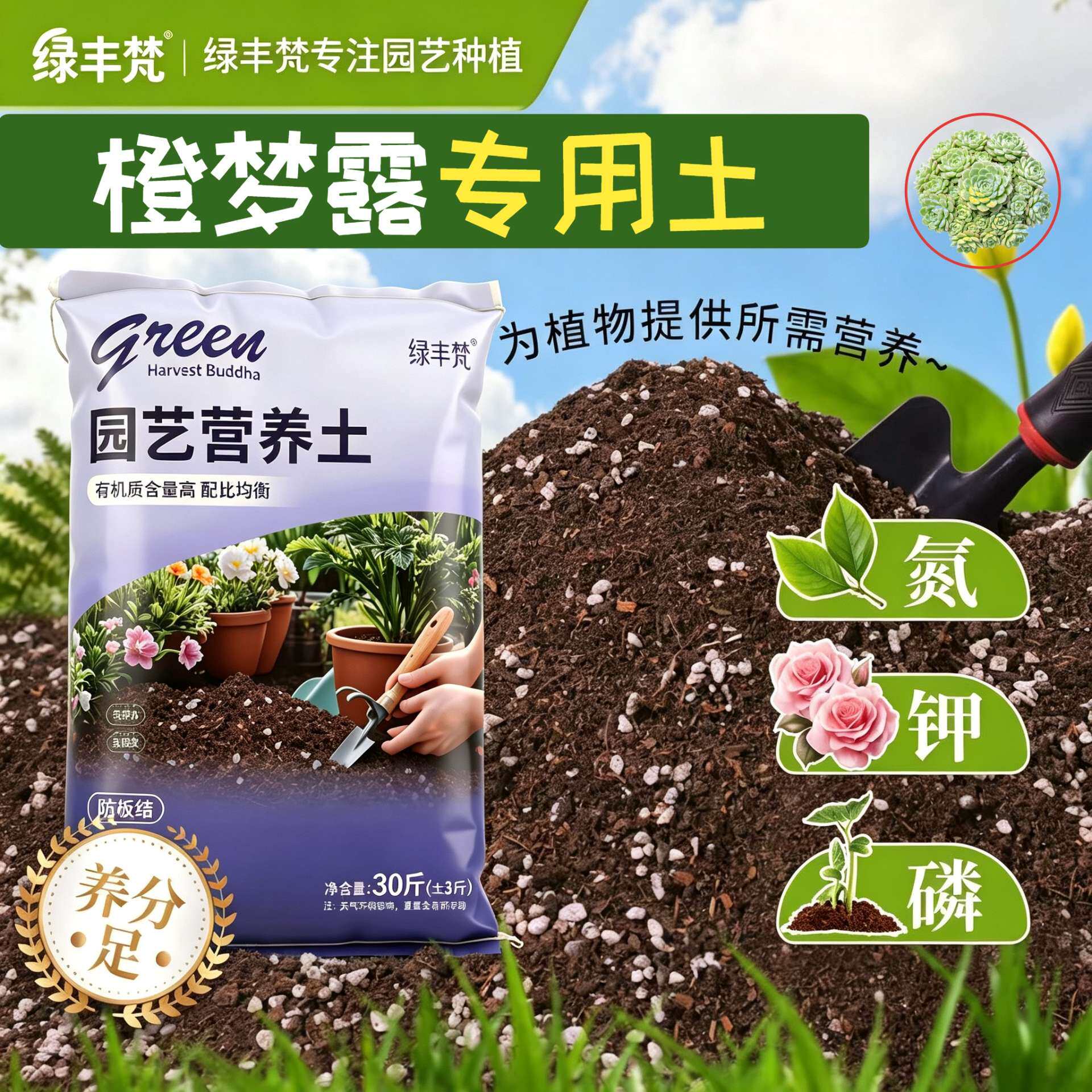 橙梦露适用腐叶土防烂根阳台加深生根粉精选壮根多肉防徒长球根
