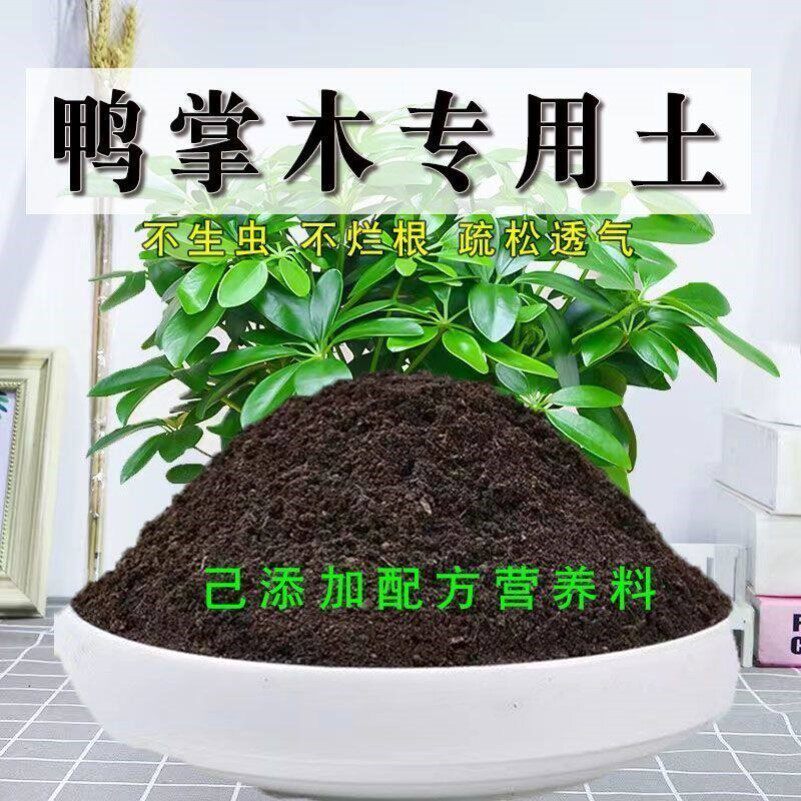 鸭掌木专用土有机花土种花鹅