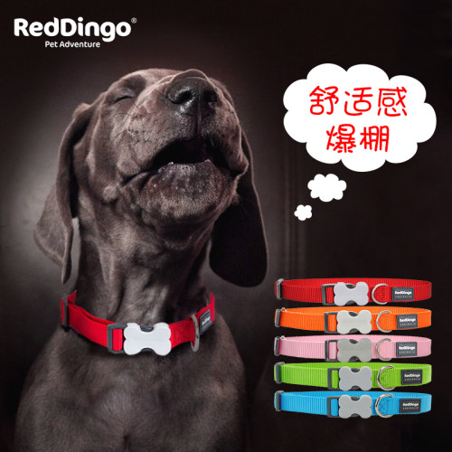 瑞鼎狗宠物狗脖带项圈中