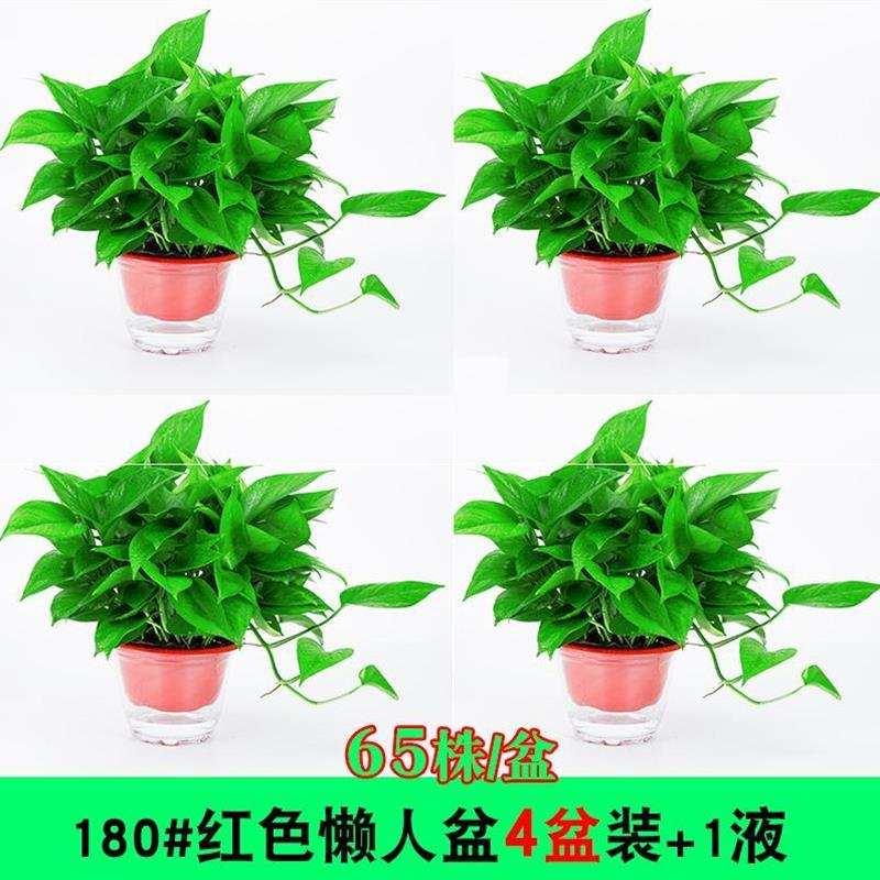 适合办公室放的盆栽放家里绿色植物桌子上客厅花卉园艺装修小盆栽