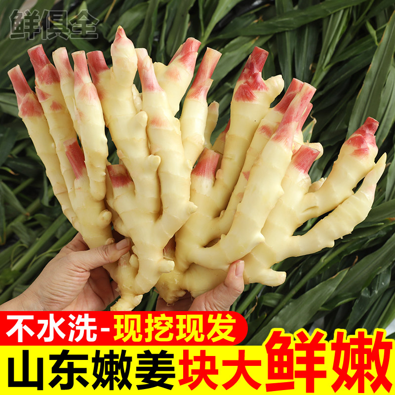 山东嫩姜新鲜仔姜子姜红芽生姜现挖姜芽糖醋姜泡姜蔬菜非小黄姜图片