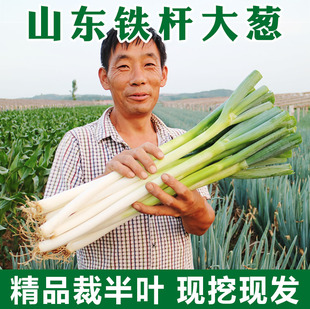 山东大葱新鲜5斤铁杆去叶特产大葱10斤蔬菜非章丘批发带皮易储存
