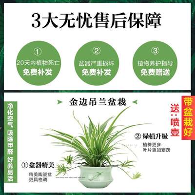 金边吊兰植物室内好养花卉盆栽吸除去甲醛桌面小绿植水养水培垂吊