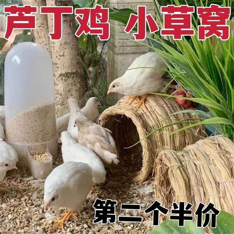 芦丁鸡草窝鹌鹑孵蛋鸽子下蛋窝手编干稻草简易窝仓鼠金丝熊睡屋