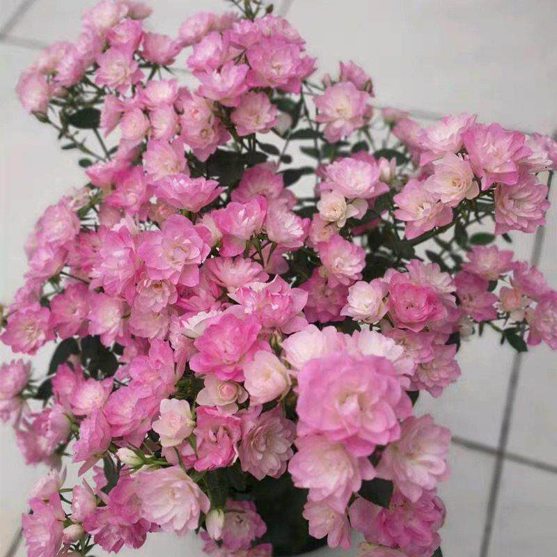 【天荷繁星】微型月季花苗蔷薇盆栽开花卉植物花卉四季