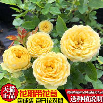 【浪漫黄河】爬藤月季苗藤本绿植玫瑰室内花卉盆栽蔷薇科观花植物