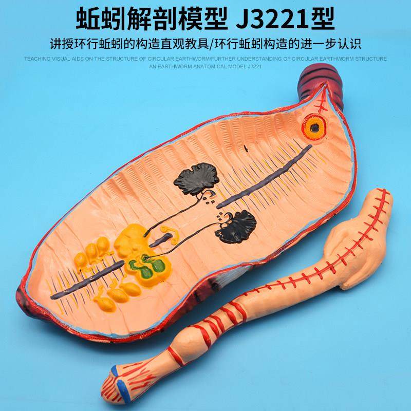 蚯蚓解剖模型 j3221型初中,高中生物实验器材 中学教学仪器
