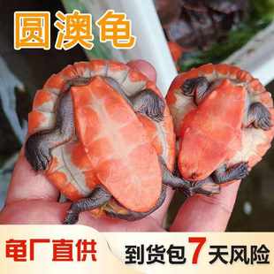 乌龟混养吃垃圾鱼粪便清洁乌龟清道夫侧颈龟 黄头龟吃粪龟不吃鱼
