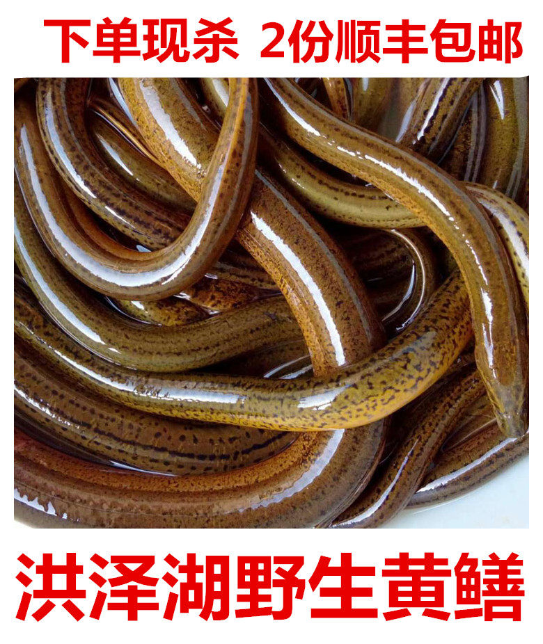 洪泽湖新鲜净重现杀鳝鱼
