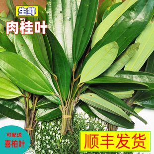 新鲜桂叶肉桂叶百枝桂叶喜庆吉祥品生鲜采摘顺丰发货可配送喜柏叶