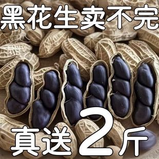 2025年新货生的带壳黑花生食用黑衣水果花生香甜生花生斤丽人膳补