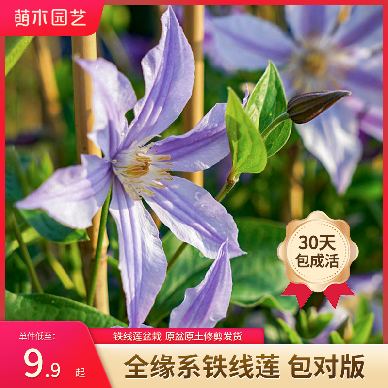 萌木园艺全缘系铁线莲小苗爬藤植物盆栽星之河流哈库里阿拉贝拉