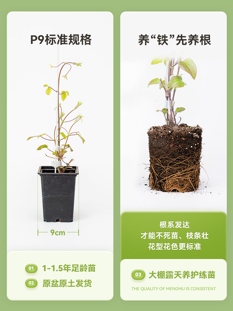 萌木园艺全缘系铁线莲小苗爬藤植物盆栽星之河流哈库里阿拉贝拉