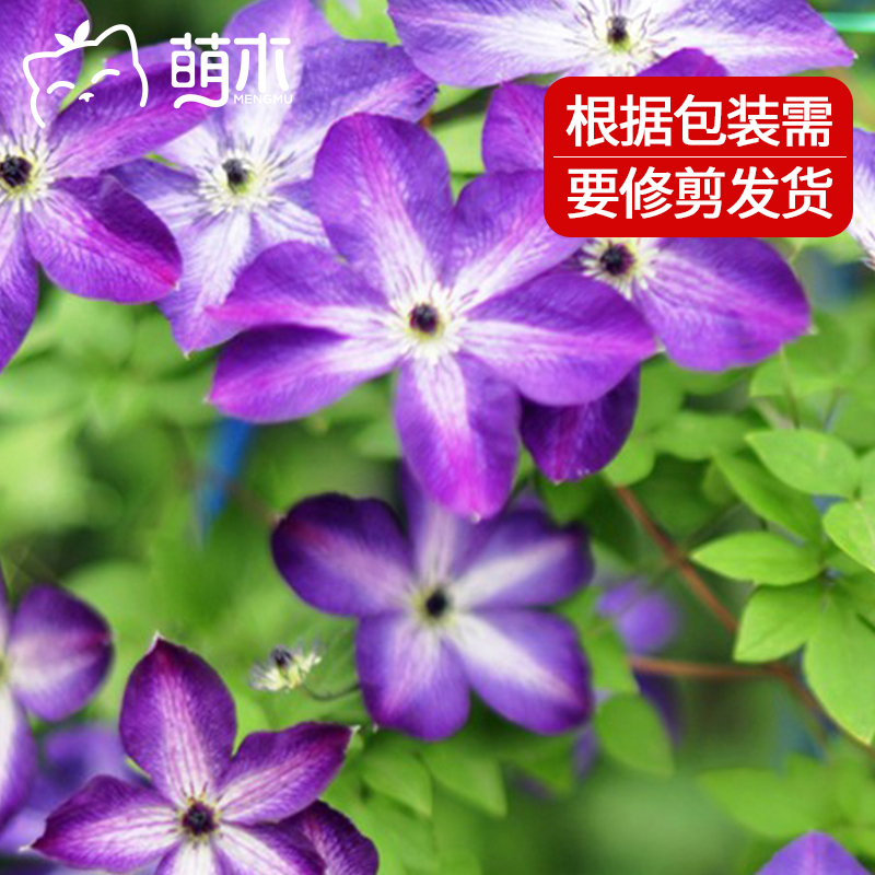 萌木园艺新苗南欧组铁线莲超新星盆栽小苗花卉大全易活四季耐热