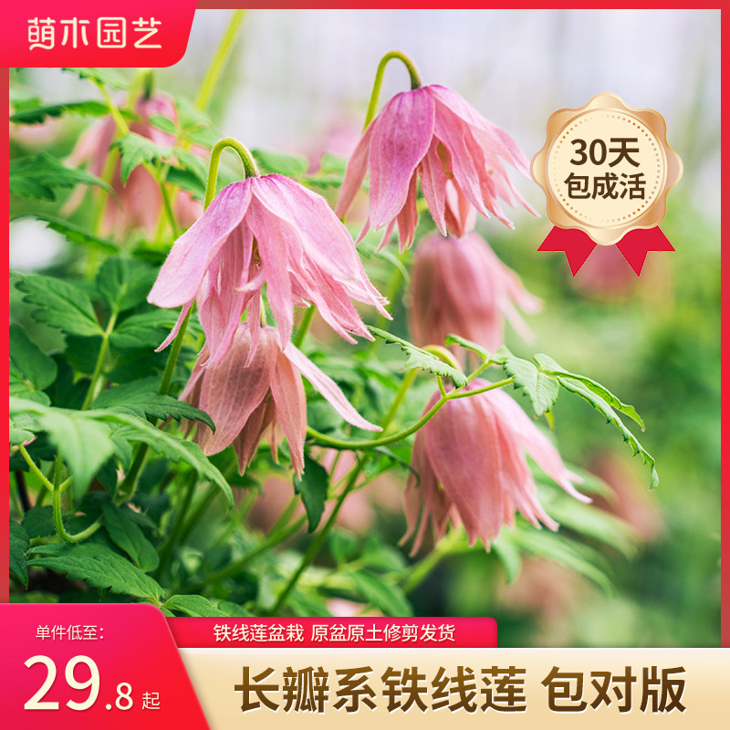 萌木园艺长瓣铁线莲小苗爬藤植物盆栽梅德威尔乡村玫瑰