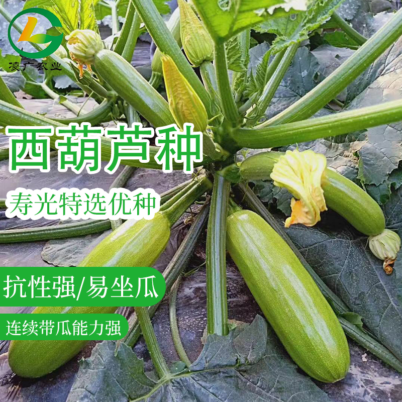 西葫芦瓜种西葫芦种籽瓜色绿耐热抗病强商品性佳四季