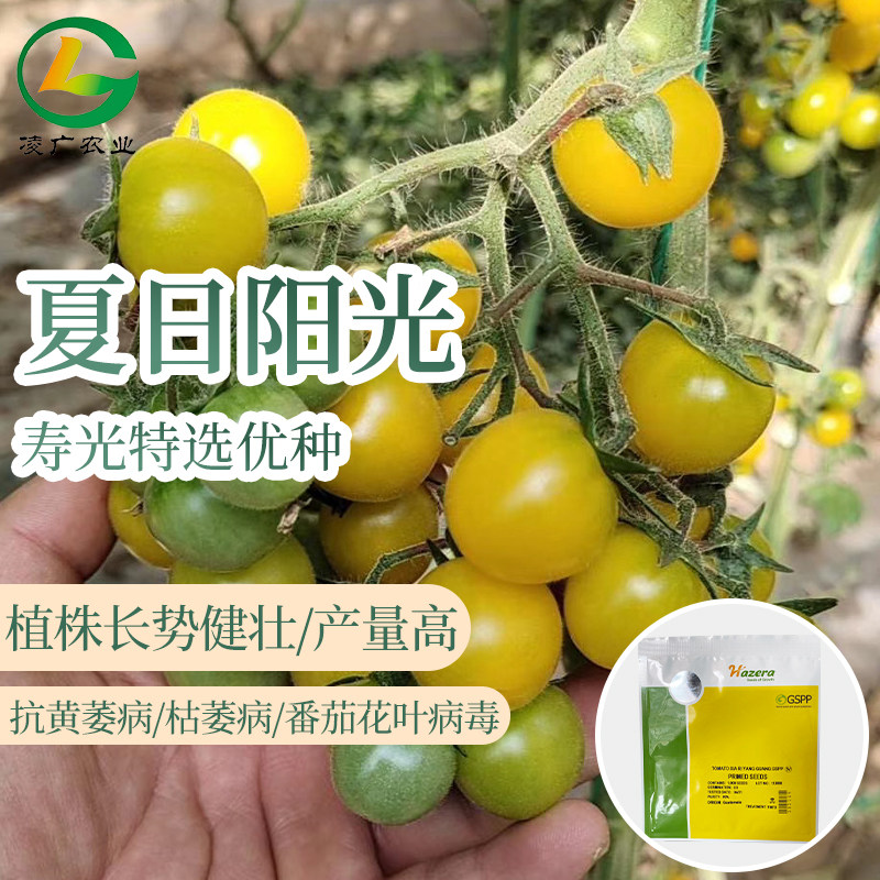 夏日阳光樱桃番茄种子 黄番茄小西红柿种子高糖度口感好无限生长