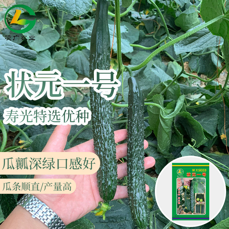 黄瓜种子状元一号黑油亮春秋绿瓤黄瓜籽种高产抗病大棚露地黄瓜种