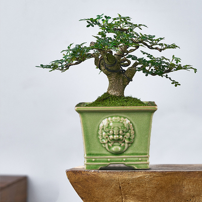 高温陶瓷冰裂浮雕骨钉兽头四方斗笠绿植造景花盆精品八方来财狮头