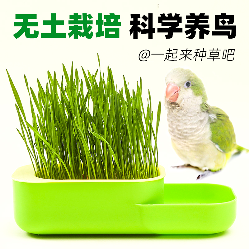 深深宠鹦鹉草盆分层设计鲜嫩多汁