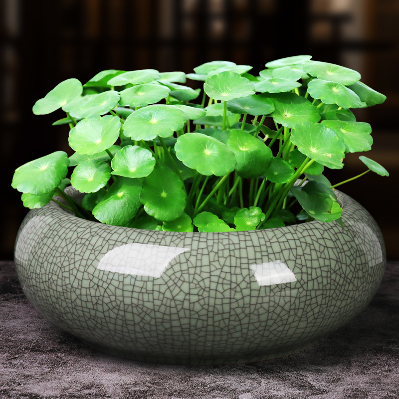 哥窑水仙花盆陶瓷大号圆形水培铜钱草水养植物创意碗莲一叶莲清仓