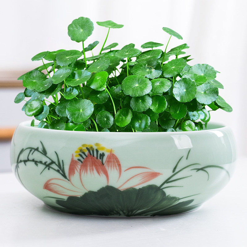 速发青瓷水仙花铜钱钱水培花盆金草草陶瓷大号水养一叶莲碗莲