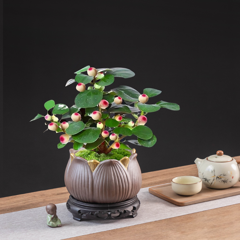 中式禅意陶瓷花盆紫砂室内植物观赏摆件花盆小盼菩提六月雪种植盆