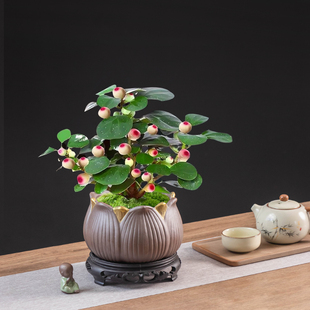 中式 禅意陶瓷花盆紫砂室内植物观赏摆件花盆小盼菩提六月雪种植盆