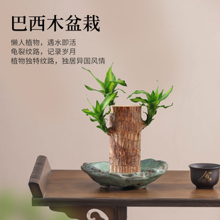 巴西木荷叶陶瓷水培绿植器皿复古绿釉盆器家用办公室水养盆栽摆件
