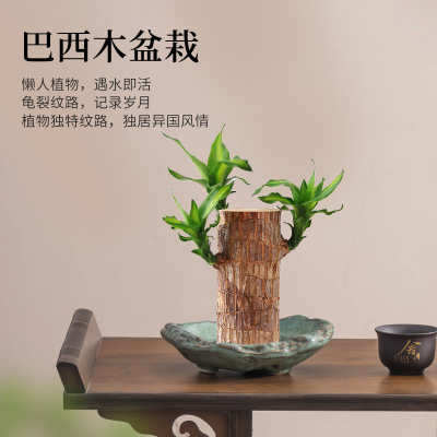 巴西木荷叶陶瓷水培绿植器皿