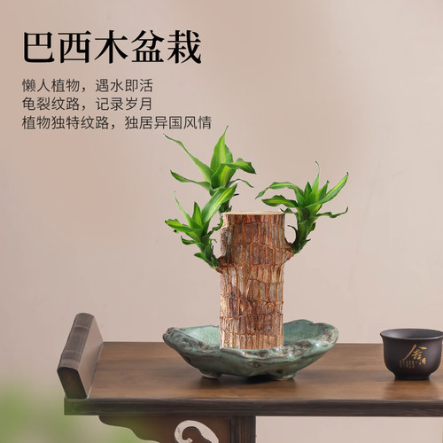 巴西木荷叶陶瓷水培绿植器皿