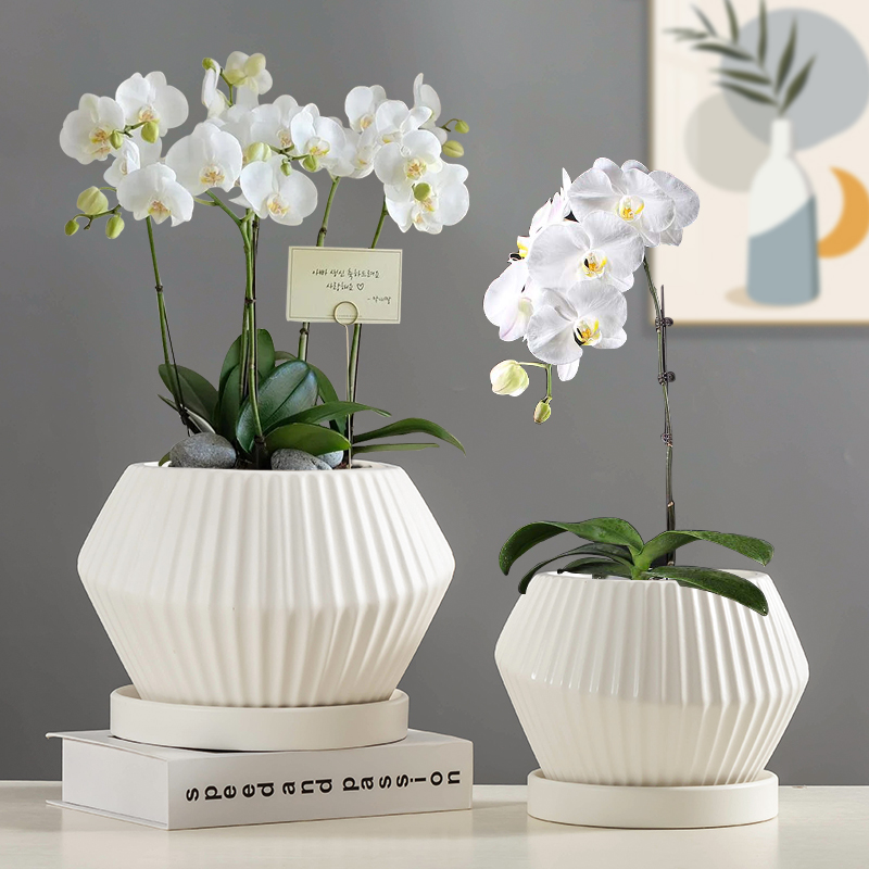 高档蝴蝶兰专用花盆欧式陶瓷