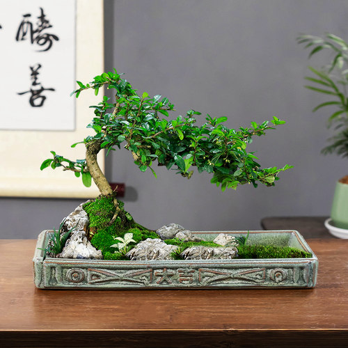 大吉大利陶瓷造景盆景盆