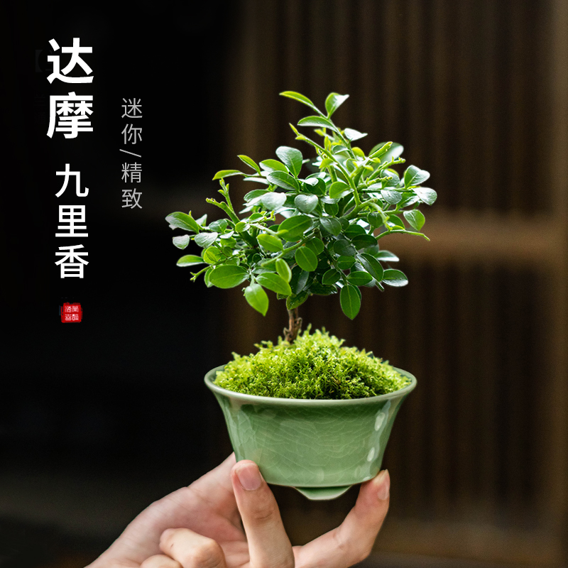 迷你精致拇指哥窑盆器